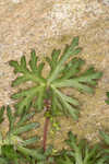 Longstalk cranesbill